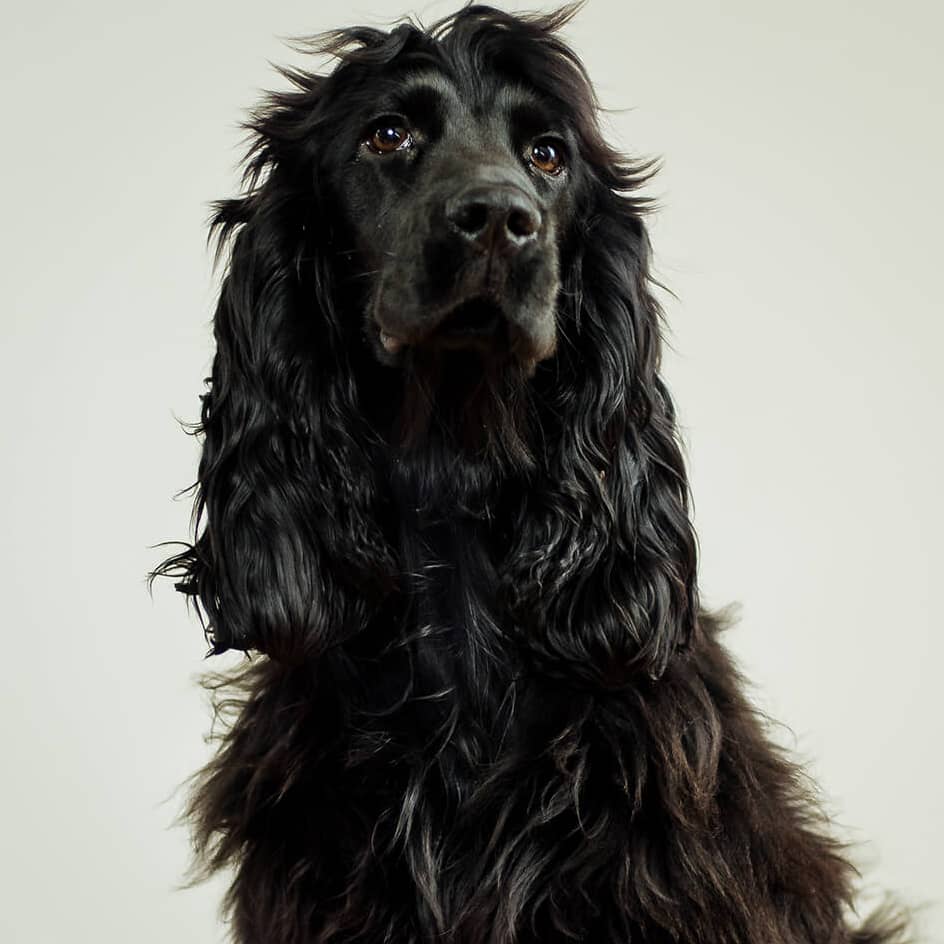 Portrait Hund